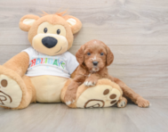6 week old Mini Goldendoodle Puppy For Sale - Premier Pups