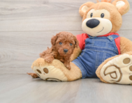 8 week old Mini Goldendoodle Puppy For Sale - Premier Pups