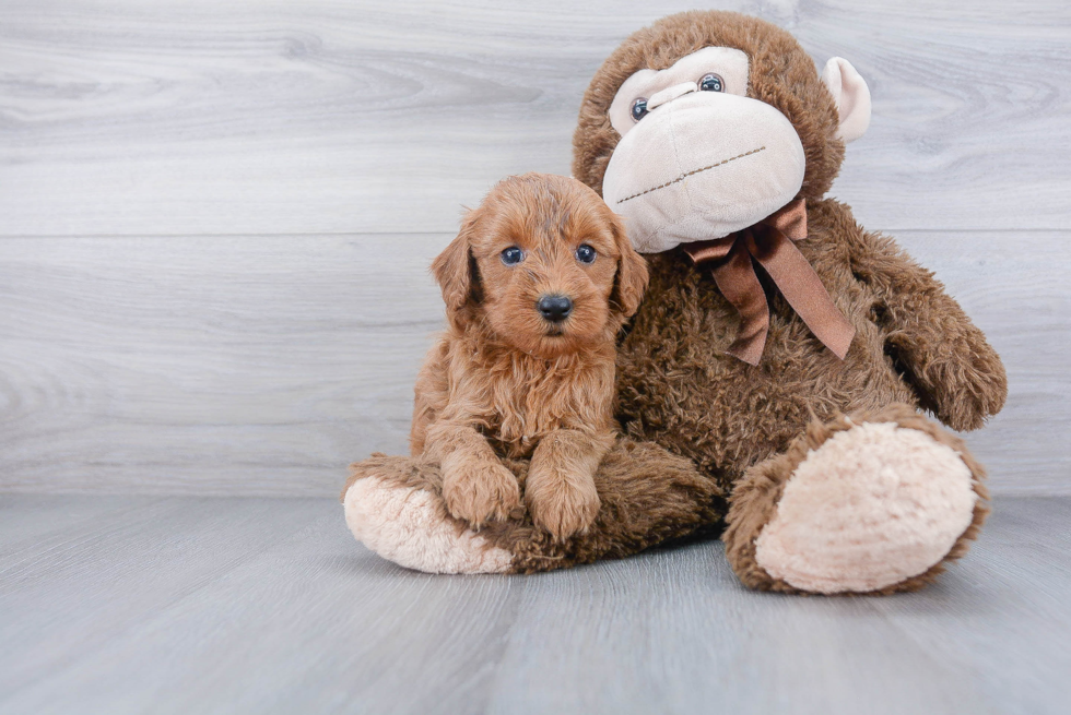 Energetic Golden Retriever Poodle Mix Puppy