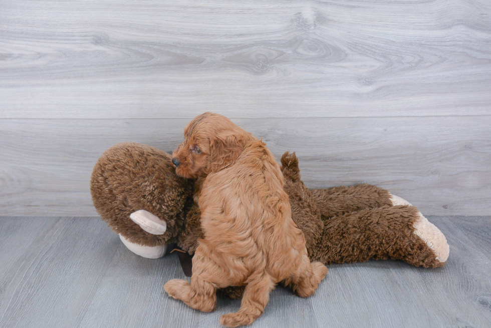 Mini Goldendoodle Puppy for Adoption