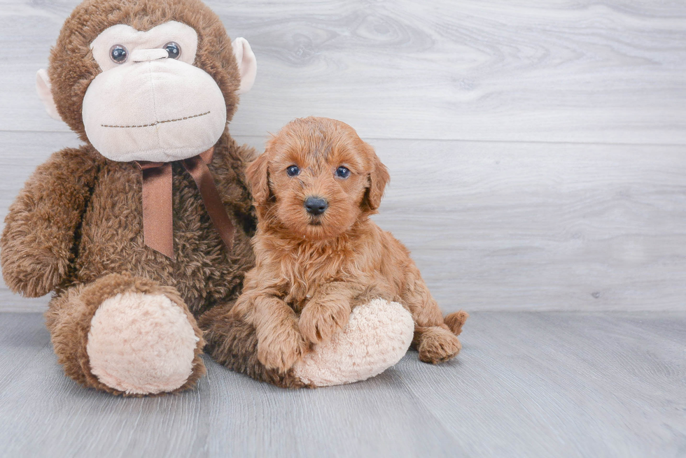 Playful Golden Retriever Poodle Mix Puppy