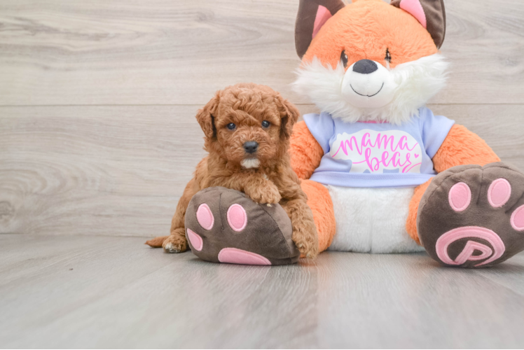 Mini Goldendoodle Puppy for Adoption