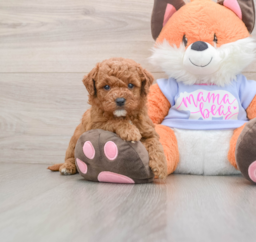 6 week old Mini Goldendoodle Puppy For Sale - Premier Pups