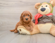 7 week old Mini Goldendoodle Puppy For Sale - Premier Pups