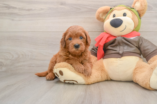 Sweet Mini Goldendoodle Baby