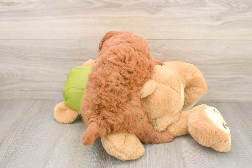 Mini Goldendoodle Pup Being Cute