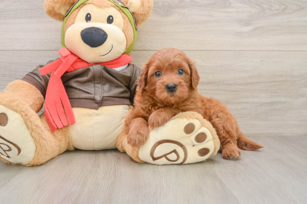 Friendly Mini Goldendoodle Baby