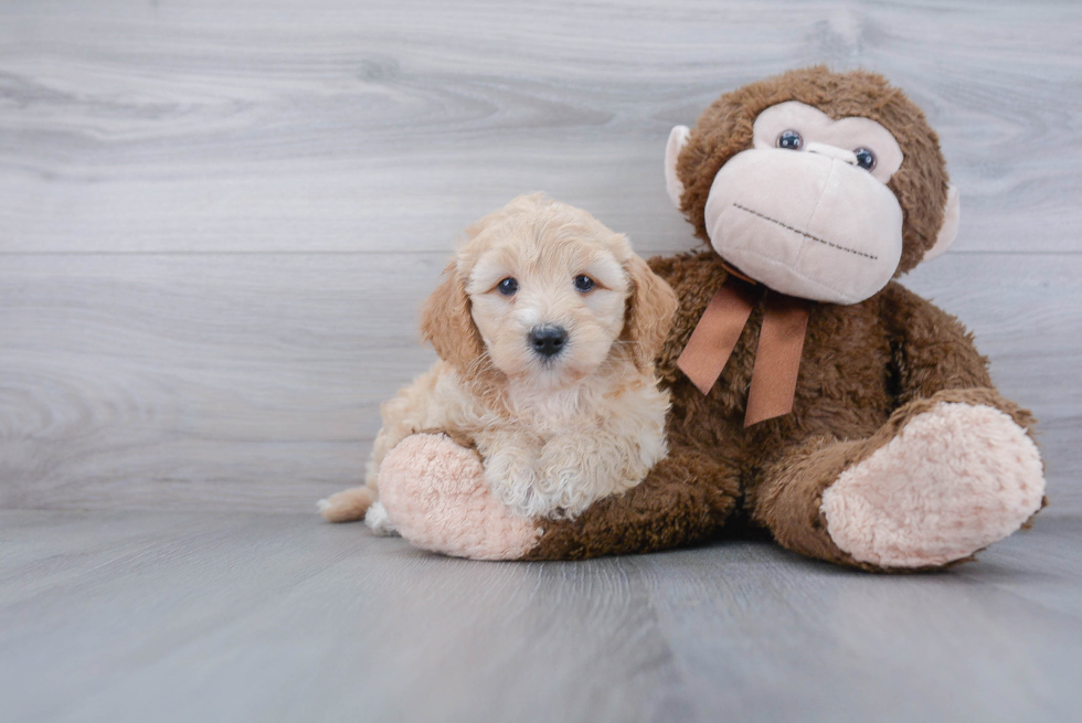 Sweet Mini Goldendoodle Baby