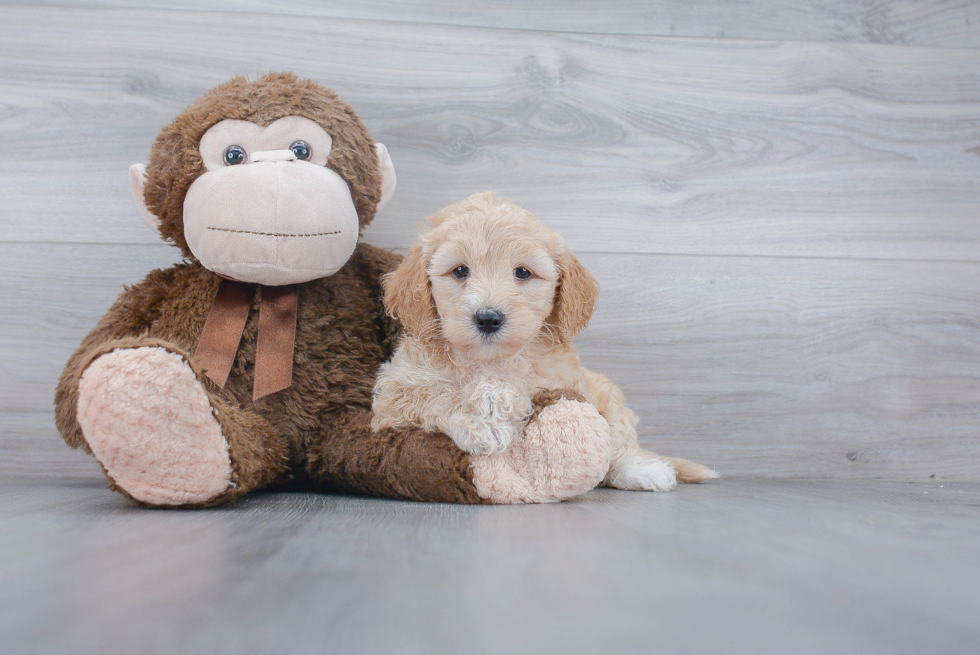 Sweet Mini Goldendoodle Baby