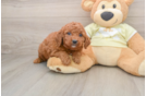 Best Mini Goldendoodle Baby