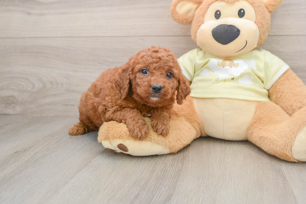 Best Mini Goldendoodle Baby