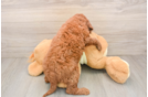 Sweet Mini Goldendoodle Baby