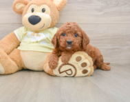 7 week old Mini Goldendoodle Puppy For Sale - Premier Pups