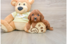 Mini Goldendoodle Pup Being Cute