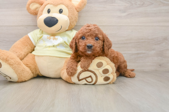 Mini Goldendoodle Pup Being Cute