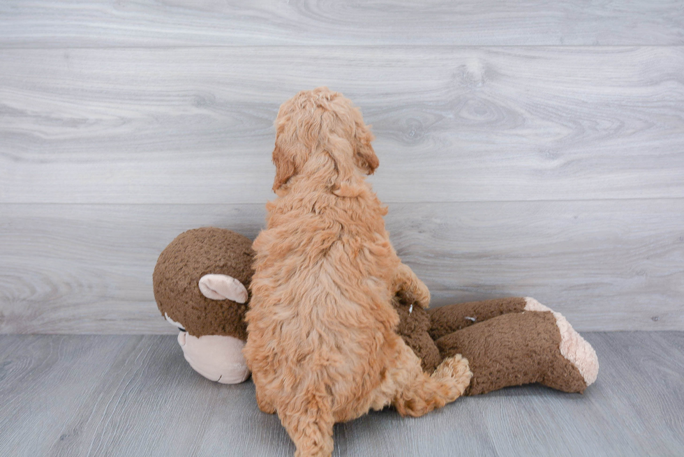 Smart Mini Goldendoodle Poodle Mix Pup