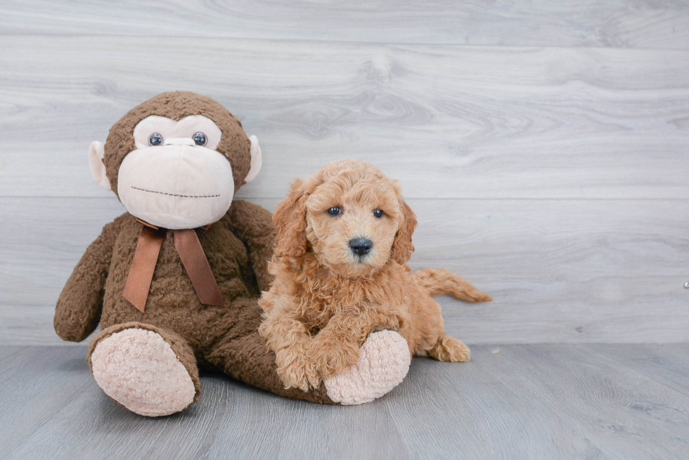 Happy Mini Goldendoodle Baby