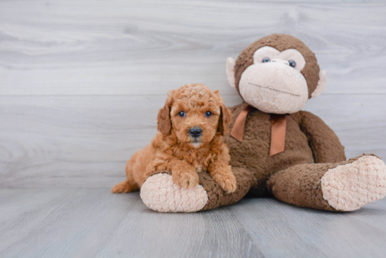 Happy Mini Goldendoodle Baby