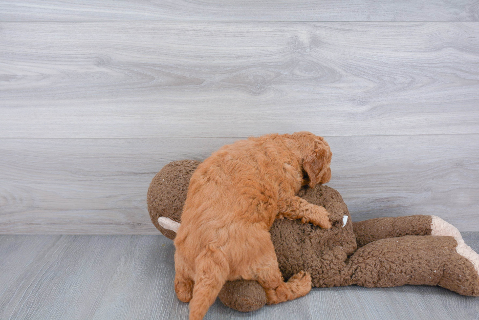 Hypoallergenic Golden Retriever Poodle Mix Puppy