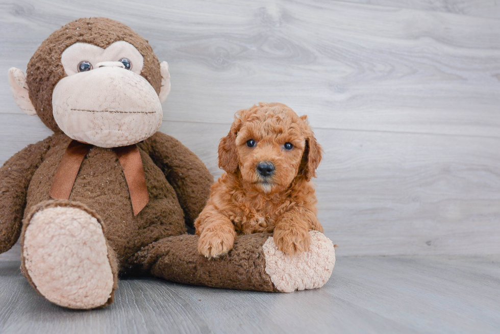 Energetic Golden Retriever Poodle Mix Puppy