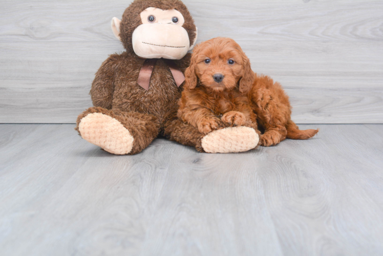 Mini Goldendoodle Pup Being Cute