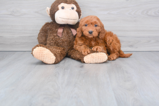 Mini Goldendoodle Pup Being Cute