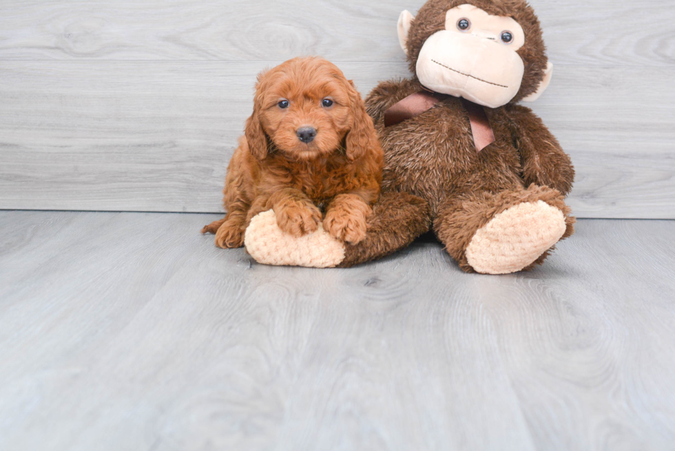 Little Golden Retriever Poodle Mix Puppy