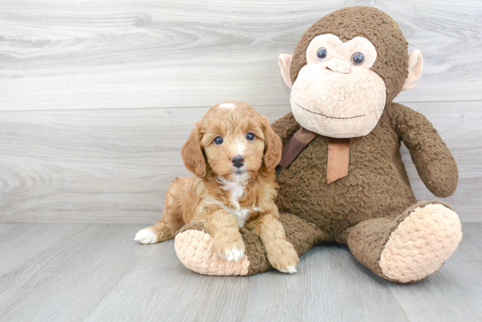 Playful Golden Retriever Poodle Mix Puppy