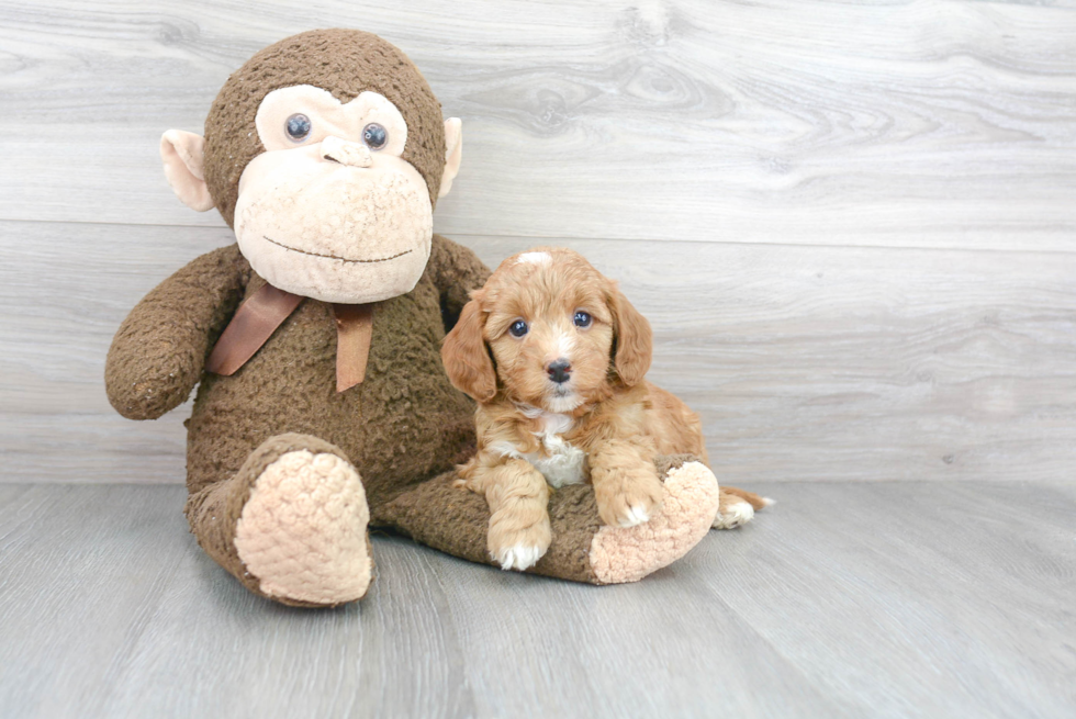 Mini Goldendoodle Pup Being Cute