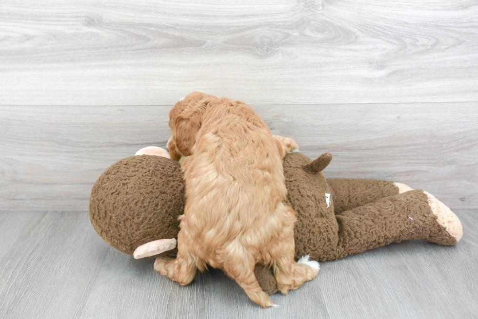 Mini Goldendoodle Puppy for Adoption