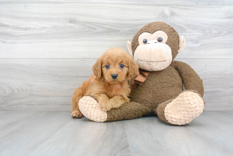 Little Golden Retriever Poodle Mix Puppy