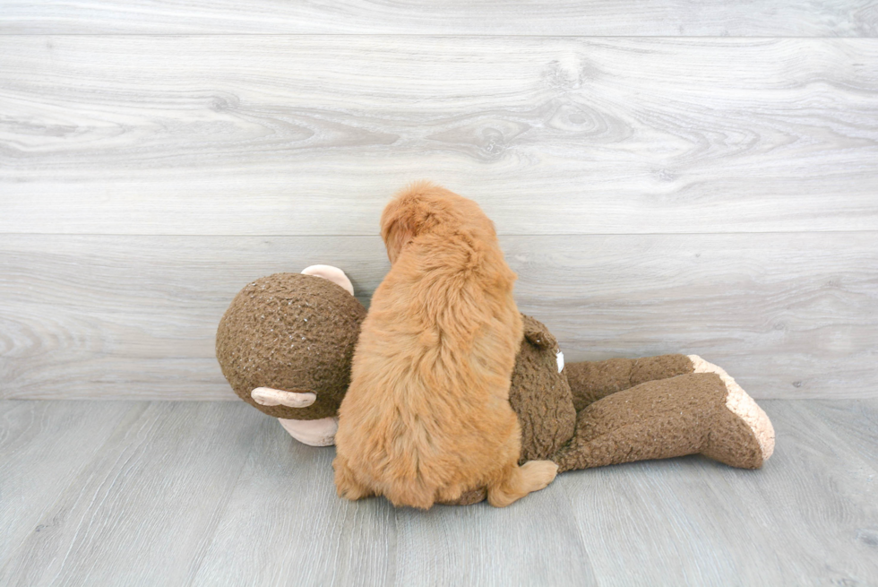 Adorable Golden Retriever Poodle Mix Puppy