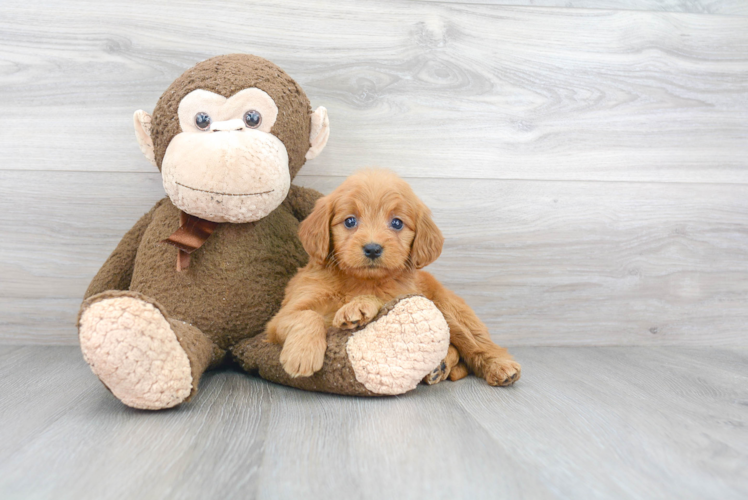 Adorable Golden Retriever Poodle Mix Puppy