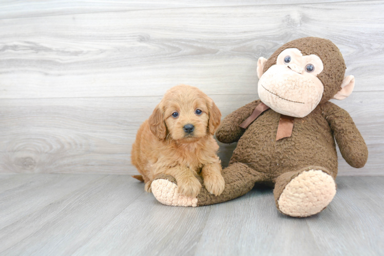 Best Mini Goldendoodle Baby