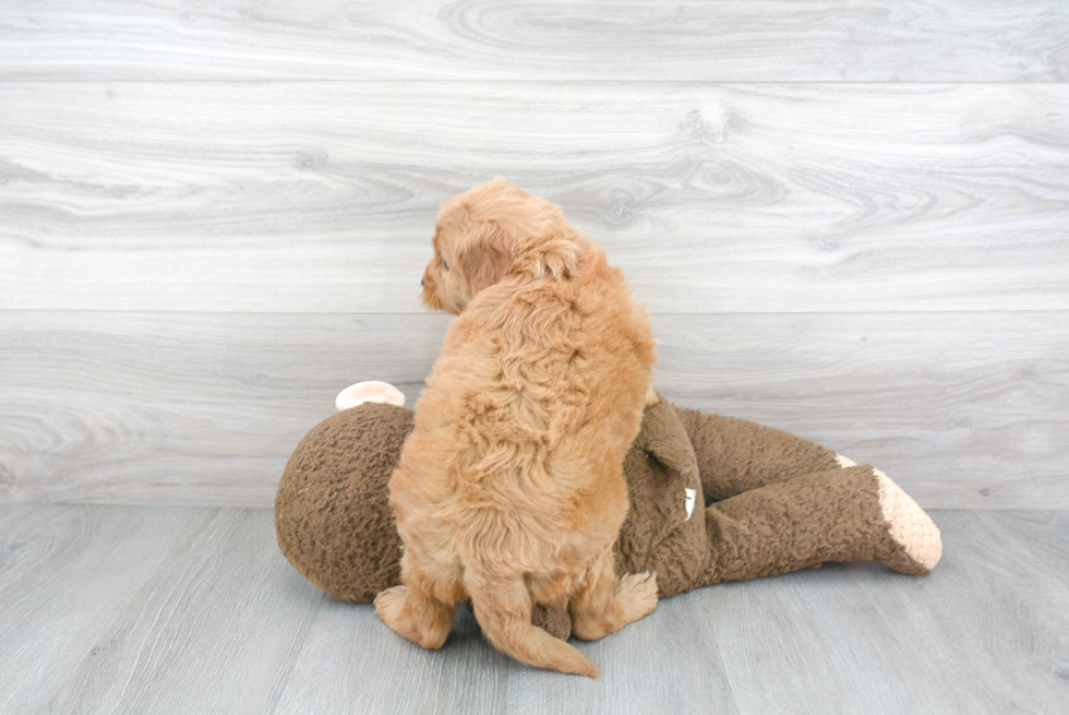 Little Golden Retriever Poodle Mix Puppy