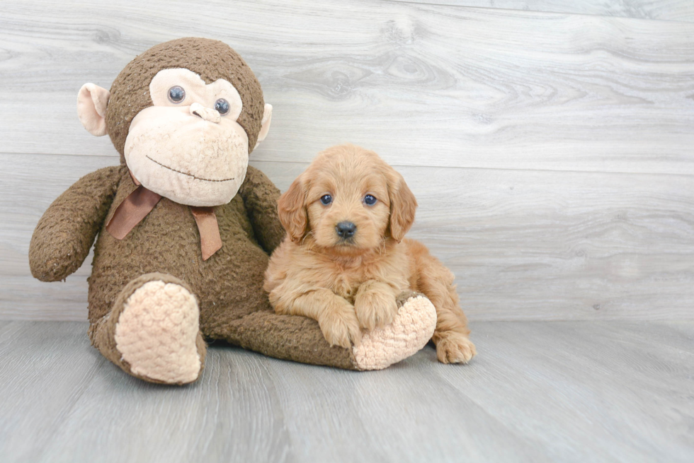 Small Mini Goldendoodle Baby