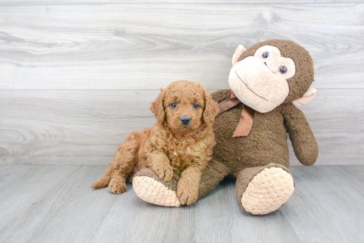 Cute Mini Goldendoodle Baby