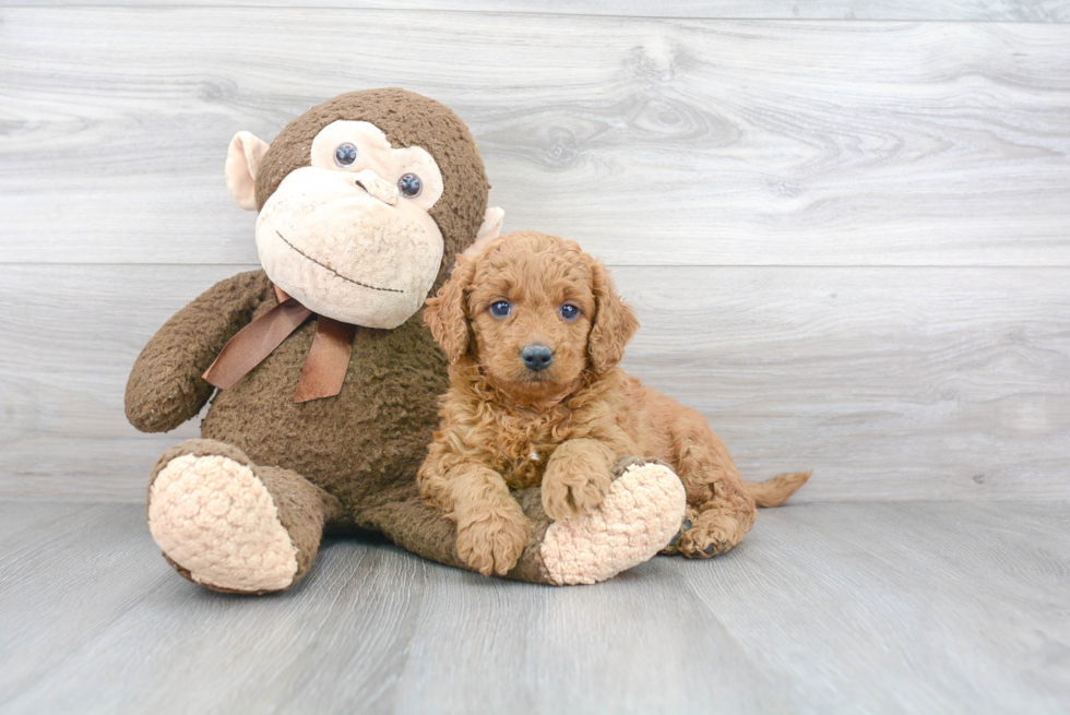 Funny Mini Goldendoodle Poodle Mix Pup