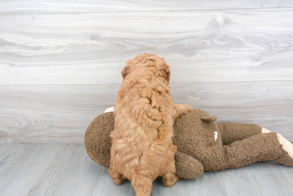 Best Mini Goldendoodle Baby