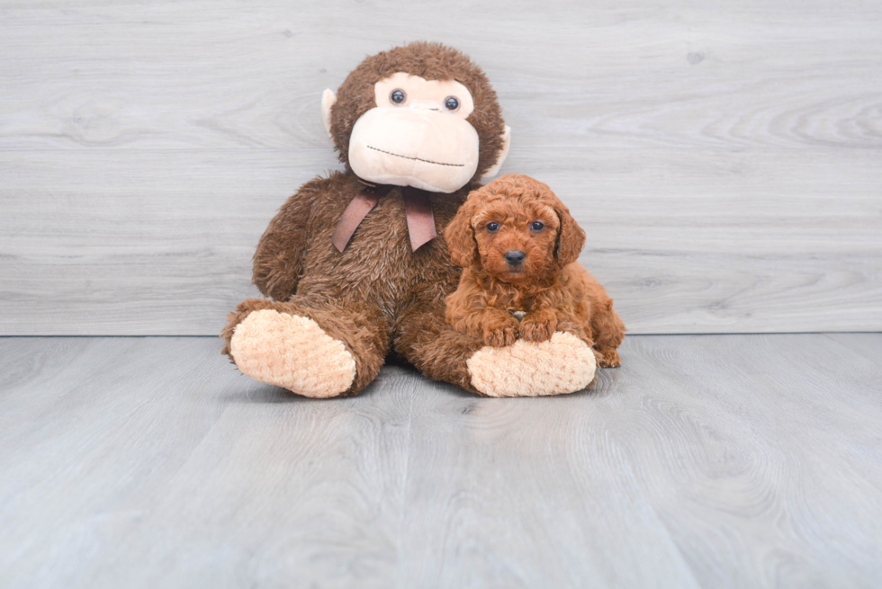 Funny Mini Goldendoodle Poodle Mix Pup