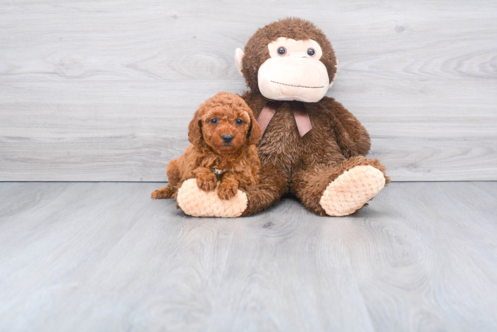 Mini Goldendoodle Pup Being Cute