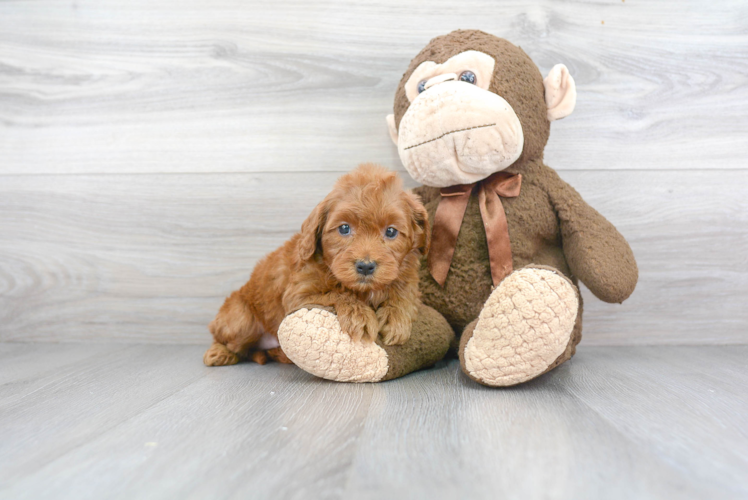 Sweet Mini Goldendoodle Baby