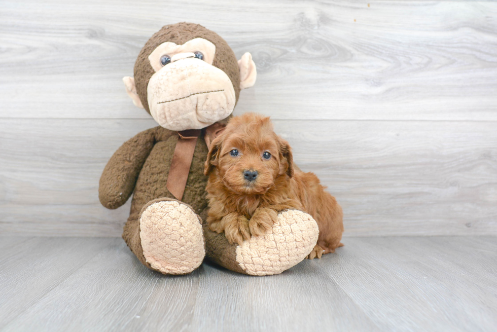 Mini Goldendoodle Pup Being Cute