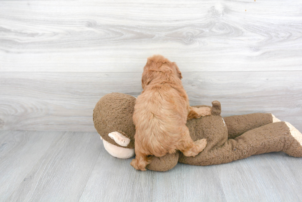 Cute Mini Goldendoodle Baby