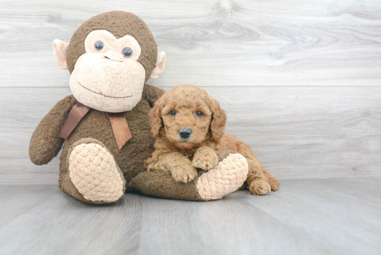 Mini Goldendoodle Pup Being Cute