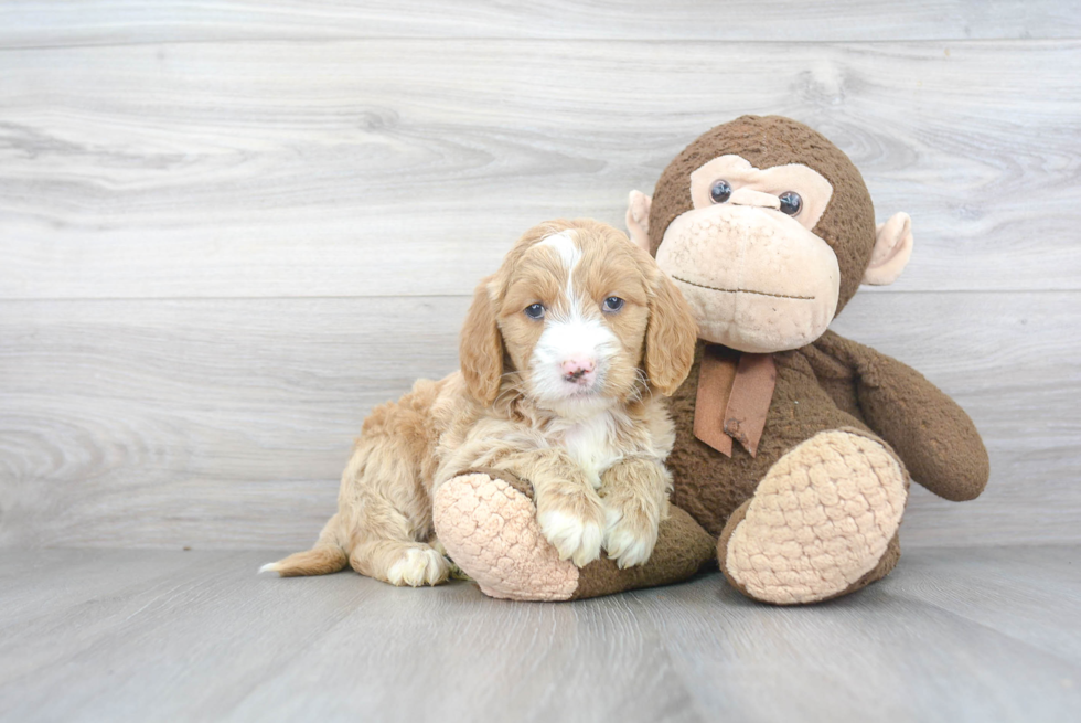 Petite Mini Goldendoodle Poodle Mix Pup