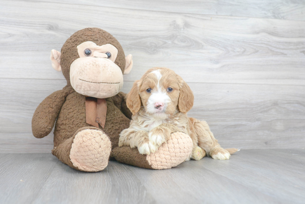 Adorable Golden Retriever Poodle Mix Puppy