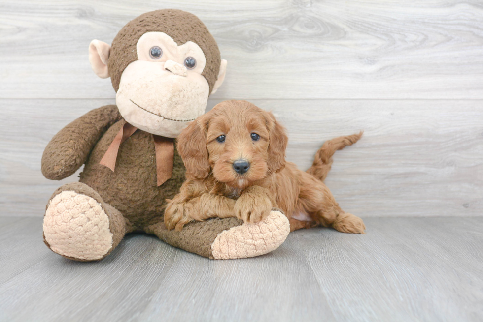 Popular Mini Goldendoodle Poodle Mix Pup