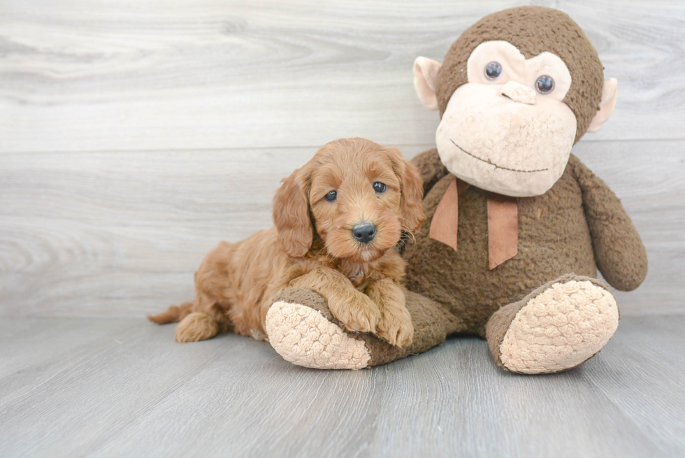 Mini Goldendoodle Puppy for Adoption