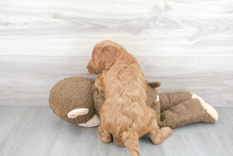 Small Mini Goldendoodle Baby